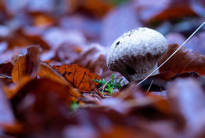 Close-up of dry autumn leaves on land