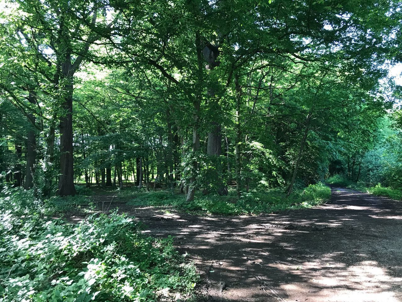 VIEW OF TREES IN FOREST