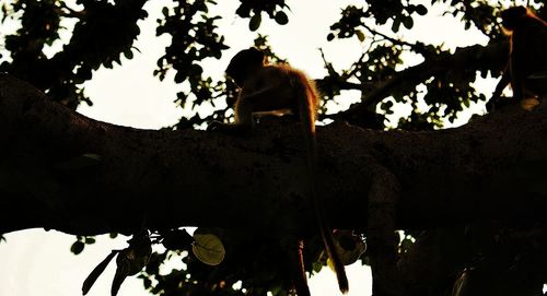 Low angle view of trees against sky