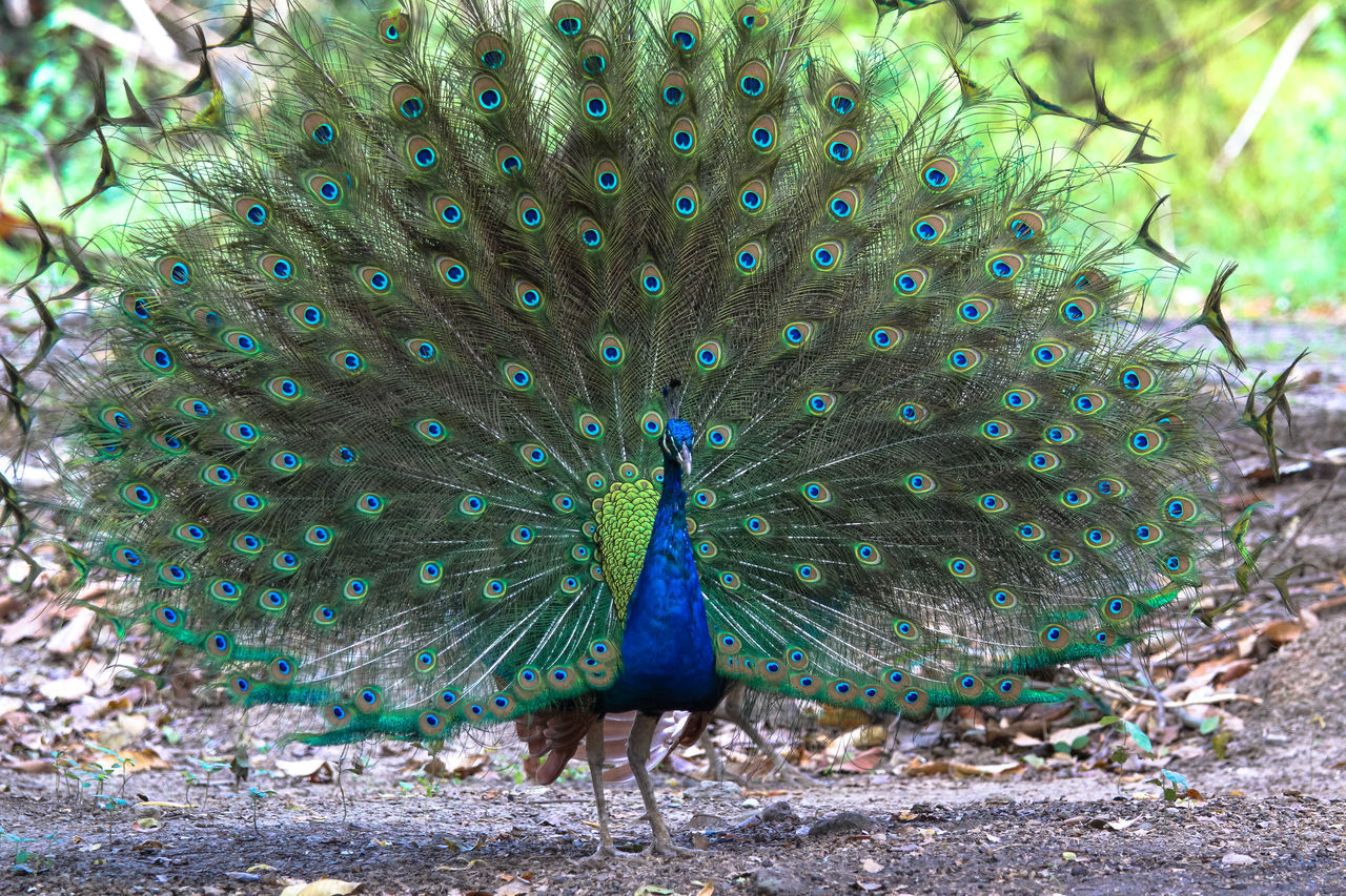 VIEW OF PEACOCK WITH FEATHERS