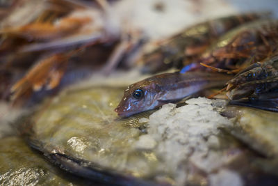 Close-up of fish in water