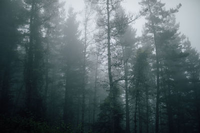 Sunlight streaming through trees in forest