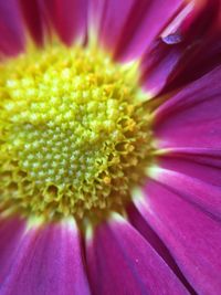 Macro shot of pink flower