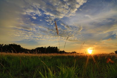 Scenic view of grassy field against sky