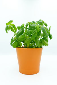 Close-up of drink against white background