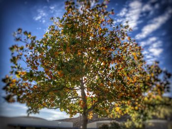 Low angle view of tree