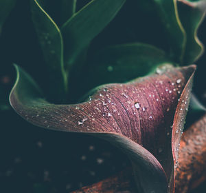 Close-up of raindrops on plant