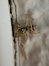 Close-up of spider on wall