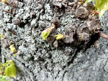 Close-up of insect on rock