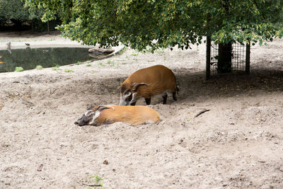 View of an animal on ground