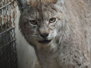 Close-up portrait of lion