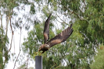 Low angle view of eagle flying against trees