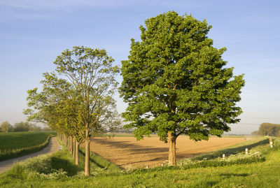 Trees on field against sky