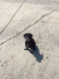 High angle portrait of dog on sand