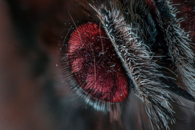 Close-up of an animal eye