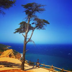 Tree by sea against clear blue sky