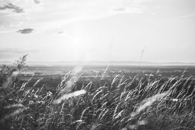 Close-up of stalks in field against sky