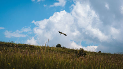 Bird flying over a field