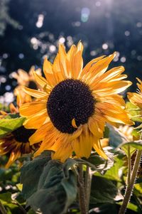 Close-up of sunflower