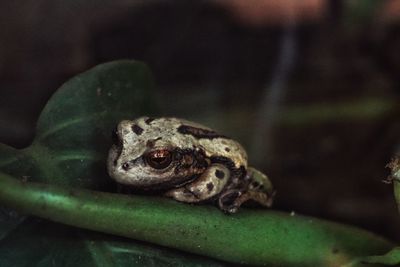 Close-up of frog on leaf