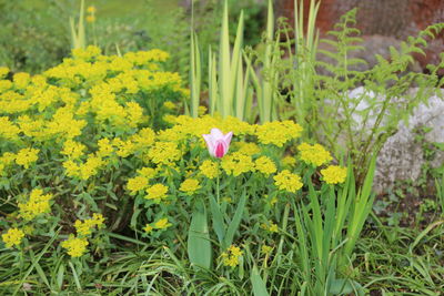 Close-up of yellow crocus flowers blooming on field