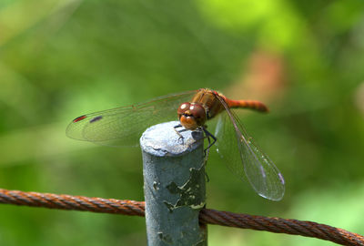 Close-up of insect on leaf