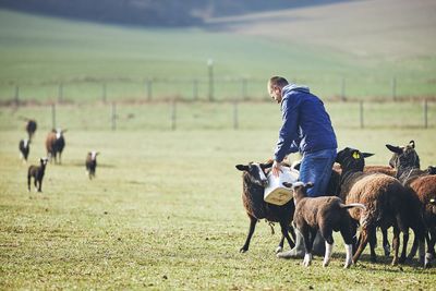 Mid adult man feeding sheep on field