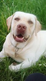 Dog lying on grassy field