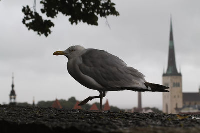 Bird perching on pole against sky