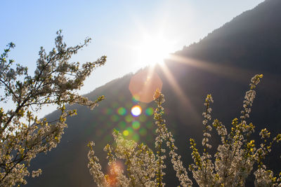 Low angle view of sunlight streaming through tree