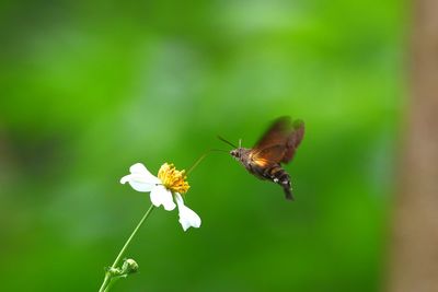 Close-up of butterfly pollinating on flower
