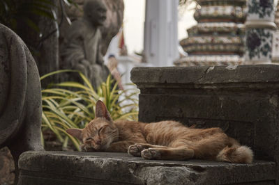 Close-up portrait of cat relaxing
