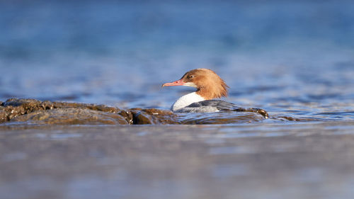 Side view of a duck swimming in lake