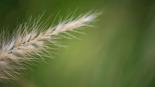 Close-up of dandelion on grass