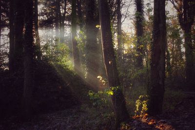 Trees in forest