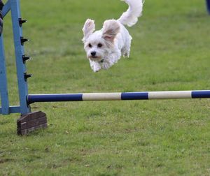 Dog jumping over a jump on a grassy field.