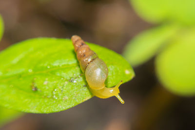 Close-up of lizard on leaf