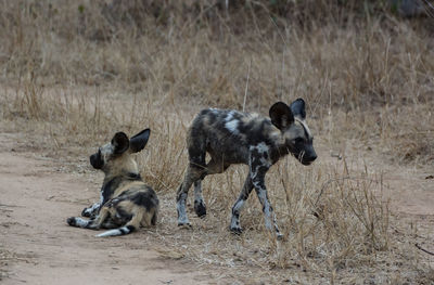 Dogs on a land