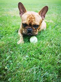 Portrait of dog on grass