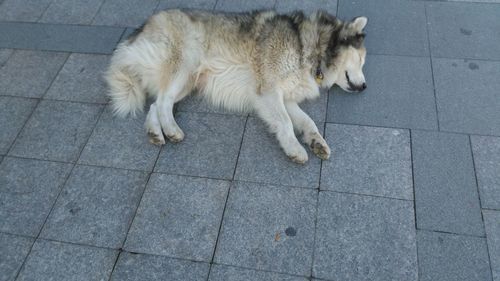 High angle view of dog on floor