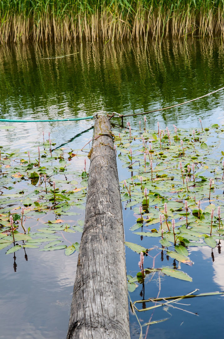 REFLECTION OF TREE IN WATER