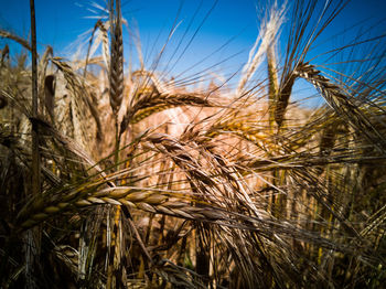 Close-up of stalks in field