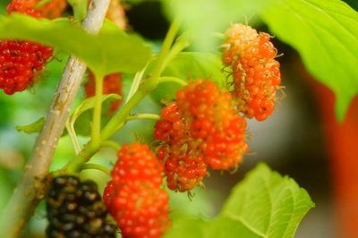 Close-up of cherries on plant