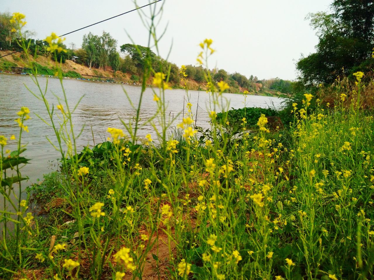 plant, water, nature, beauty in nature, natural environment, meadow, flower, sky, tranquility, growth, yellow, lake, rural area, tree, grass, scenics - nature, no people, tranquil scene, wildflower, land, flowering plant, green, prairie, vegetation, landscape, day, environment, field, outdoors, non-urban scene, grassland, leaf, clear sky, idyllic, freshness, wetland