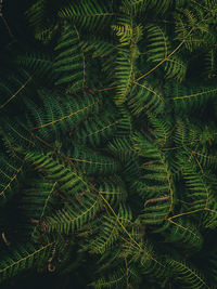 Full frame shot of plants