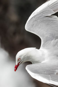 Close-up of swan