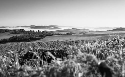 Scenic view of farm against sky