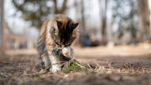 Dog running in field