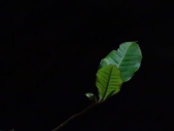 Close-up of plant growing against black background