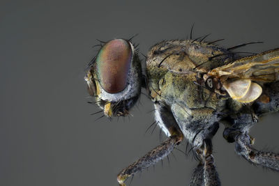 Close-up of fly